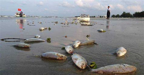 魚死掉埋葬|[閒聊] 愛魚死後怎麼處理？